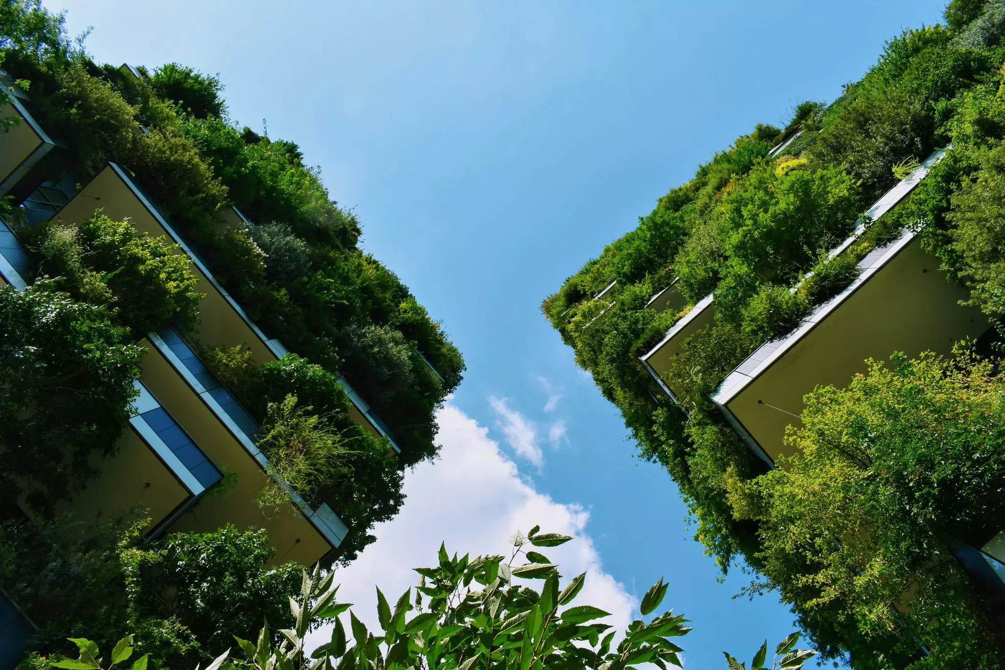 Two green buildings rise up into the blue sky, leaving a gap in the centre through which the foliage can be seen.