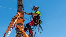 A man in climbing gear hangs from a tree trunk that has been fixed in place with orange straps.