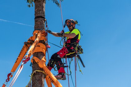 Ein Mann in Kletterausrüstung hängt an einem aufgestellten Baumstamm, der mit orangenen Gurten fixiert wurde.