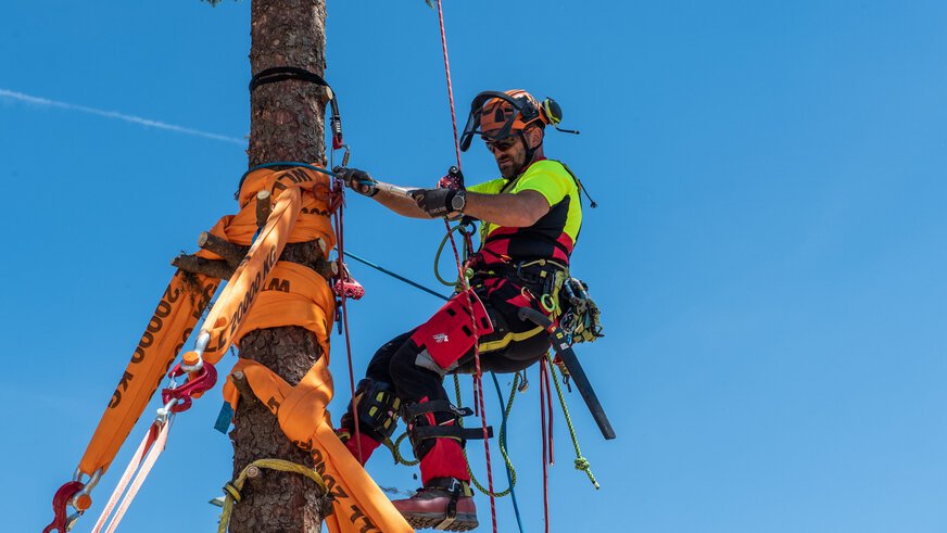A man in climbing gear hangs from a tree trunk that has been fixed in place with orange straps.