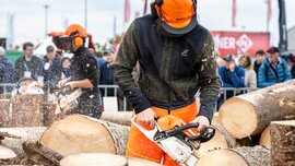 Ein Holzfäller mit Schutzhelm und Schutzkleidung sägt mit einer Kettensäge einen großen Baumstamm durch.