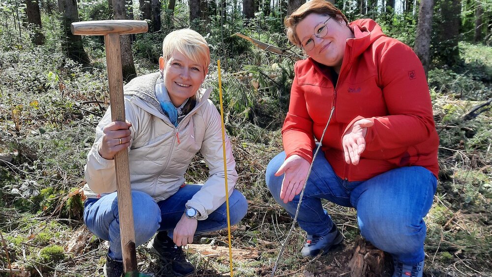 Two women are planting red oaks in the forest