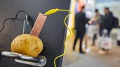 Eine Kartoffel dient als Batterie. Sie ist auf einer Demonstrationstafel montiert. Im unscharfen Hintergrund stehen Personen.