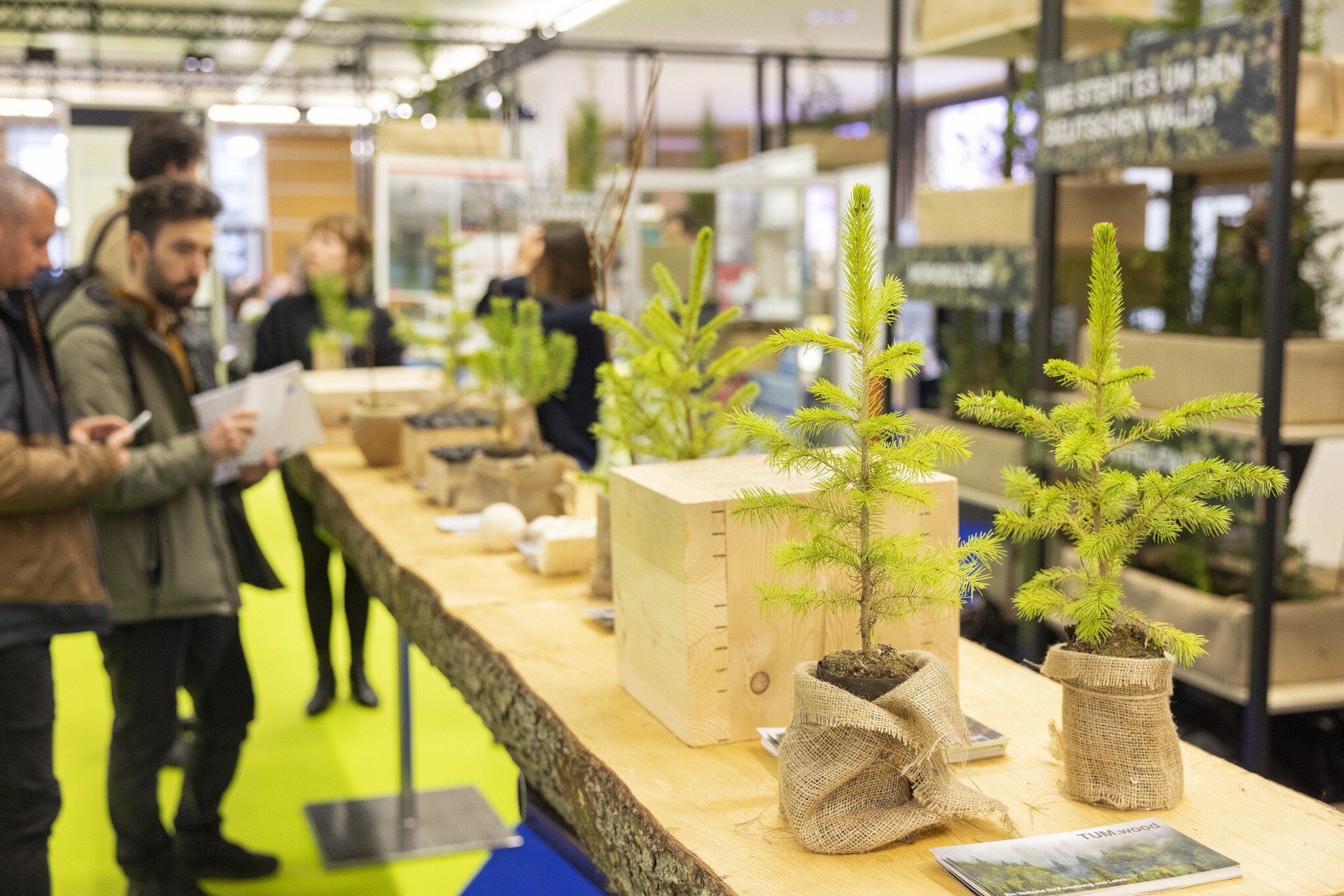 A long table consisting of a tree trunk cut lengthwise, on which a few small trees, boxes and advertising flyers are displayed.