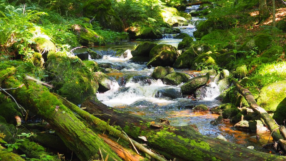 Ein ruhiger Waldbach fließt über moosbedeckte Felsen und umgestürzte Baumstämme, umgeben von üppigem Grün.