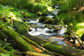 A tranquil forest stream flows over moss-covered rocks and fallen tree trunks, surrounded by lush greenery.