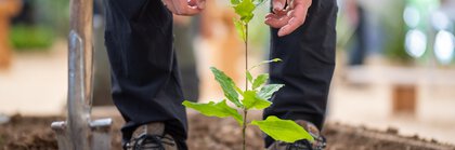 Person pflanzt jungen Baumsetzling in lockere Erde mit Spaten