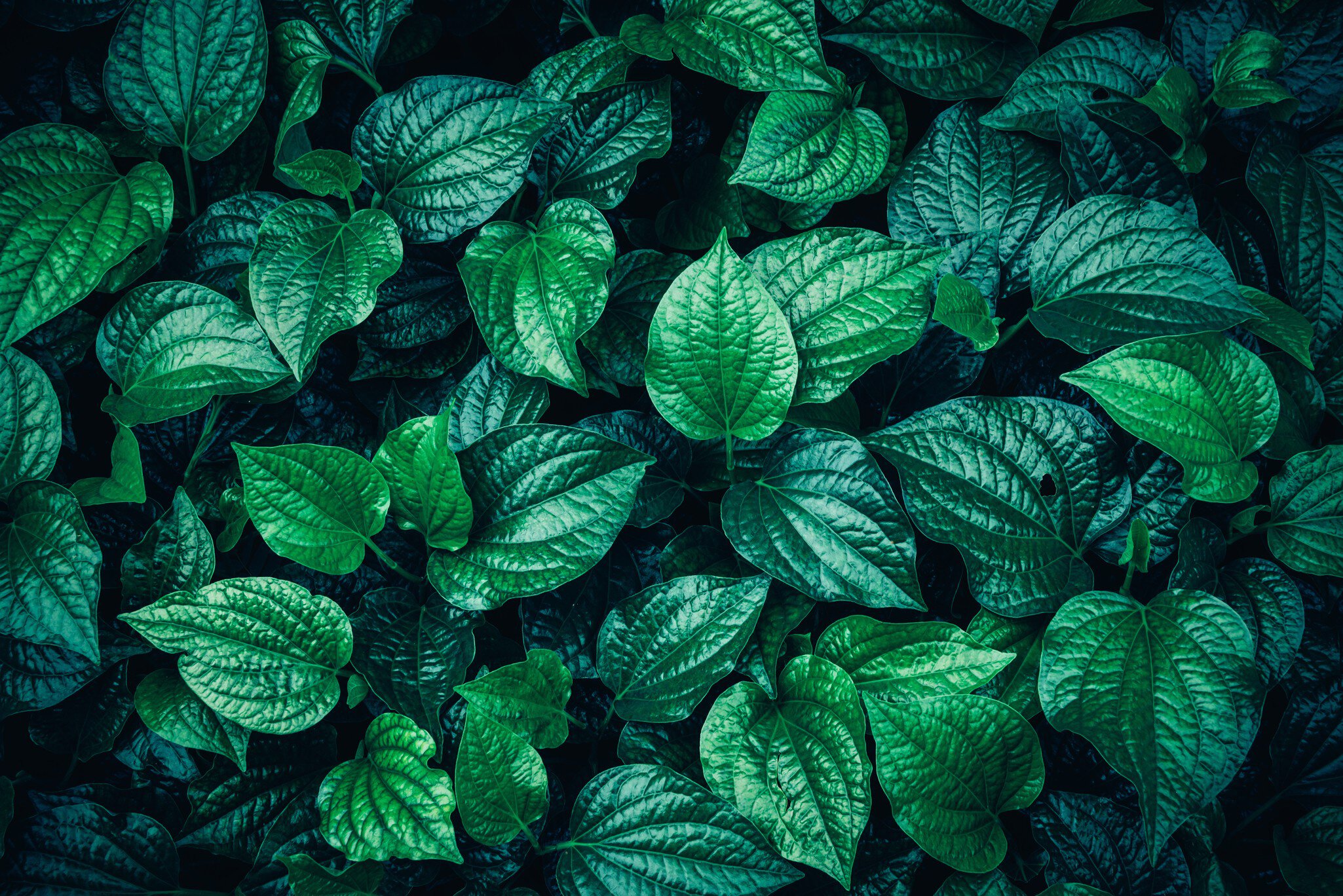 Background image of lush, bright dark green leaves with shiny surfaces.