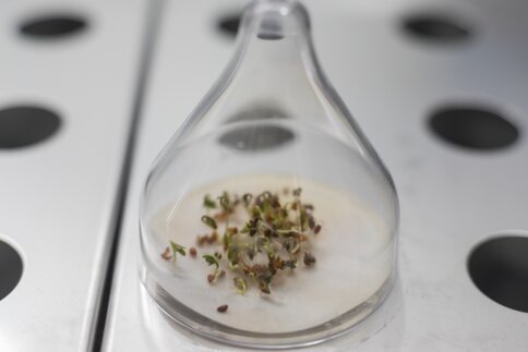 Seedlings in a round, closed, bulbous glass container that becomes narrower towards the top.