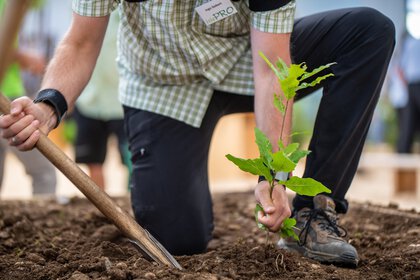 Eine kniende Person pflanzt mit einer kleinen Schaufel einen jungen Baum in die Erde.