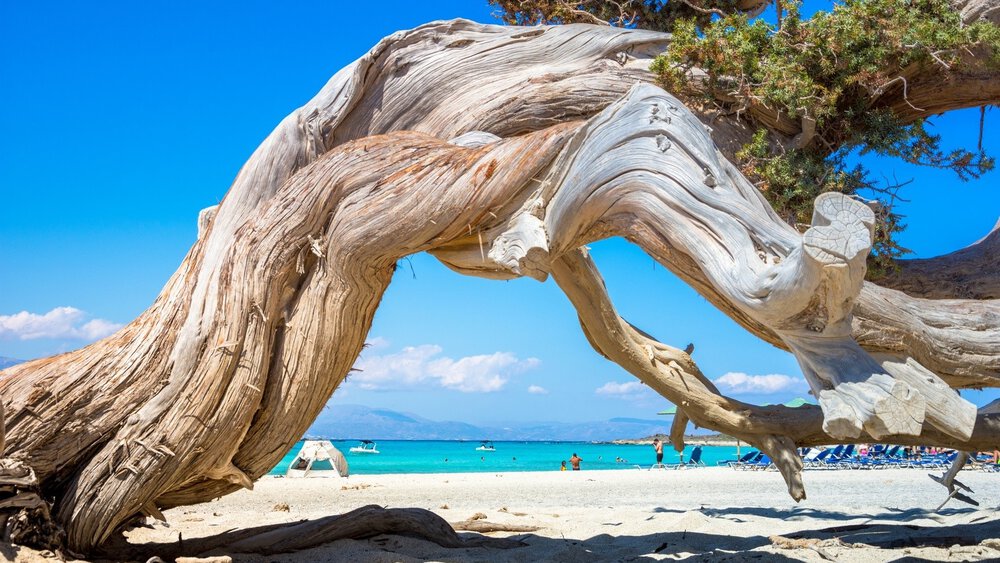 Gnarled tree trunk on a sandy beach with turquoise water and blue sky in the background.