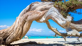 Gnarled tree trunk on a sandy beach with turquoise water and blue sky in the background.