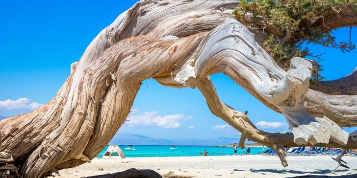 Gnarled tree trunk on a sandy beach with turquoise water and blue sky in the background.
