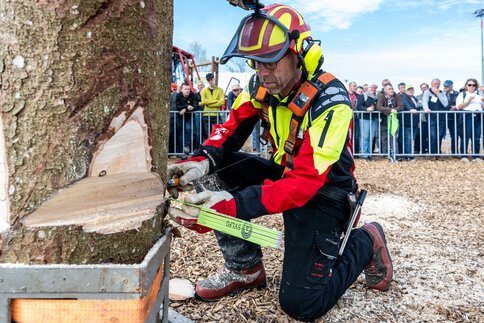 Forestry worker in protective clothing kneeling beside a tree trunk and attaching a green strap.