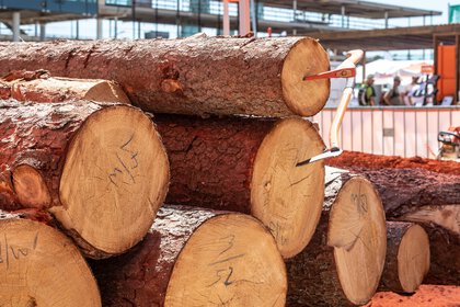 Stacked tree trunks with visible growth rings, markings, and inserted hand tools on a demonstration area.