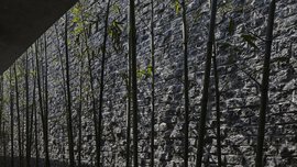 Hohe Bambusstäbe werfen Schatten auf eine strukturierte Steinmauer im Halbschatten.
