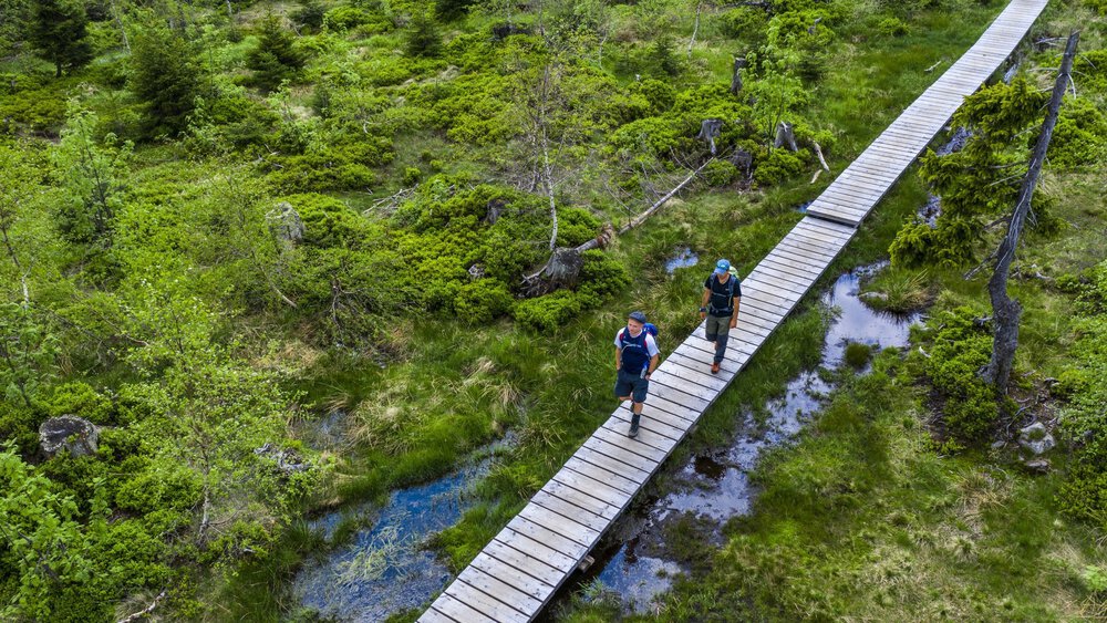 Zwei Personen wandern auf einem Bohlenweg durch ein üppiges, grünes Feuchtgebiet im Bayerischen Wald.