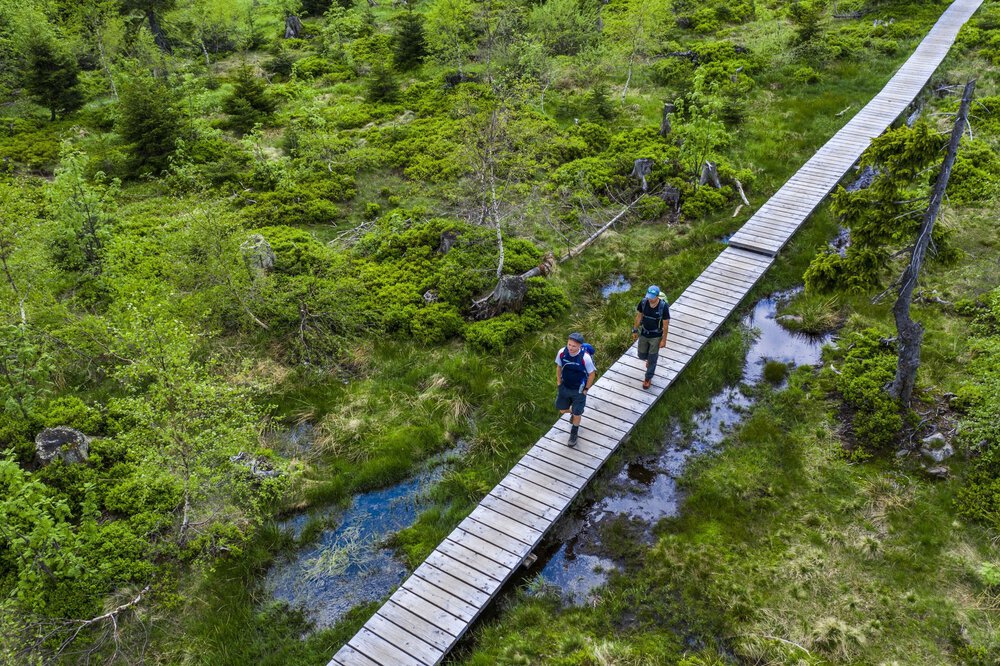 Zwei Personen wandern auf einem Bohlenweg durch ein üppiges, grünes Feuchtgebiet im Bayerischen Wald.
