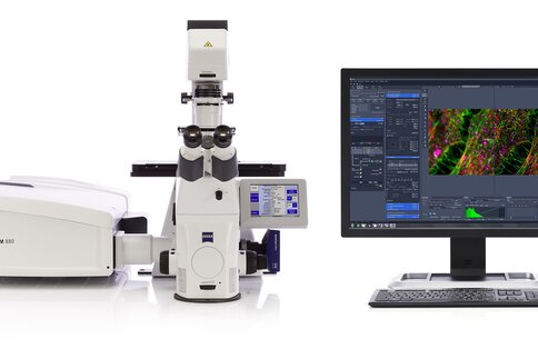 Das ZEISS LSM 880 mit Airyscan für Multiphotonen-Experimente