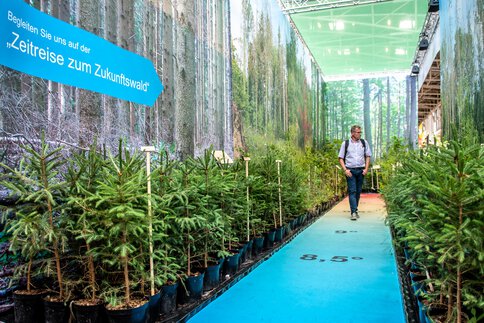 Man walks on fair path between fir trees with sign “Time travel to future forest”
