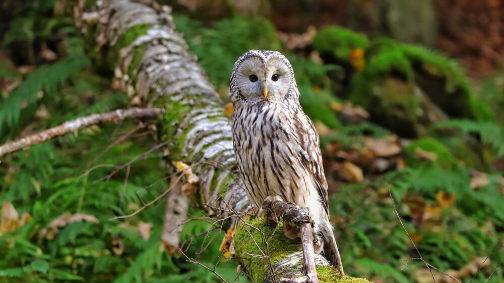 Eule, die auf einem moosbedeckten umgestürzten Baum in einer Waldlandschaft thront.