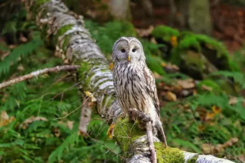 Owl perched on a moss-covered fallen tree in a forest landscape.