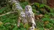 Owl perched on a moss-covered fallen tree in a forest landscape.