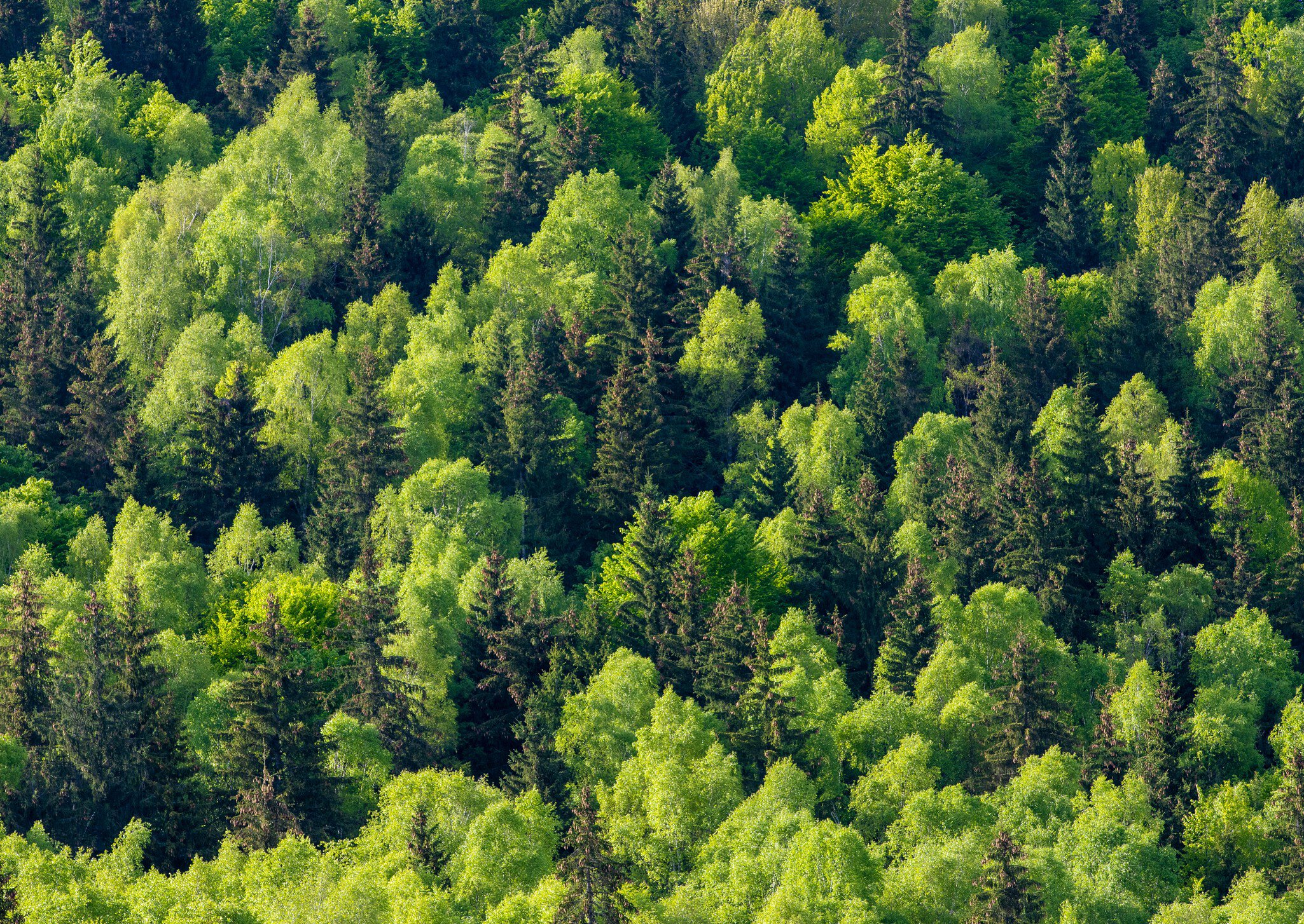 Aerial view of a lush green mixed forest with dense trees in various shades of green.