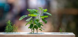 Three different plants grow from small containers that are embedded next to each other in a piece of wood.