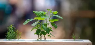 Three different plants grow side by side from an elongated sheath. The centre plant is the largest.