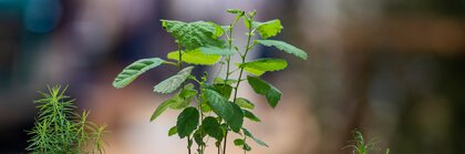  Three different plants grow from small containers that are embedded next to each other in a piece of wood.