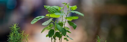 Three different plants grow from small containers that are embedded next to each other in a piece of wood.