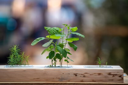 Three different plants grow from small containers that are embedded next to each other in a piece of wood.