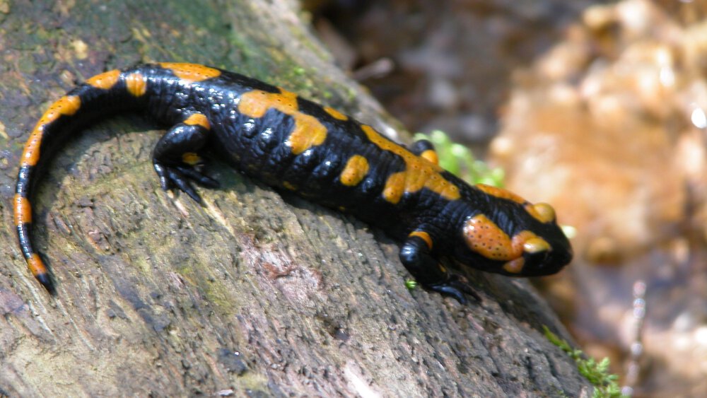 Ein schwarz-orange gefleckter Salamander faulenzt auf einem moosigen Baumstamm im ruhigen Bayerischen Wald.