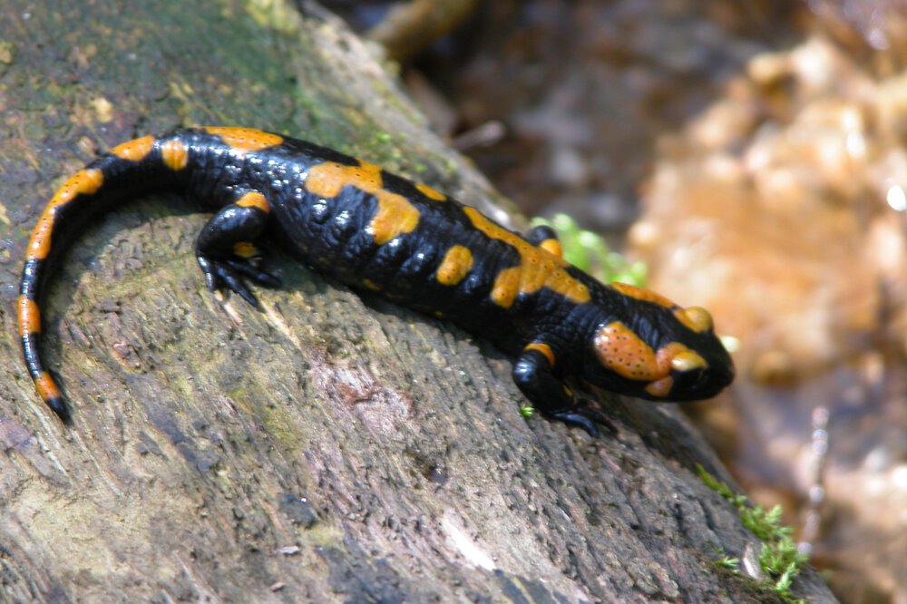 Ein schwarz-orange gefleckter Salamander faulenzt auf einem moosigen Baumstamm im ruhigen Bayerischen Wald.