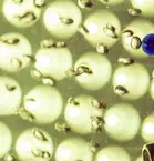 Close-up of numerous small, spherical objects with reflections and a kind of pipette in blue on the left side