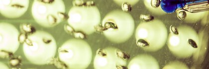 Nahaufnahme von zahlreichen kleinen, kugelförmigen Objekten mit Reflexionen und eine Art Pipette in Blau auf der linken Seite