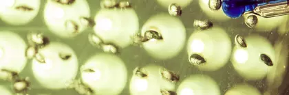 Nahaufnahme von zahlreichen kleinen, kugelförmigen Objekten mit Reflexionen und eine Art Pipette in Blau auf der linken Seite