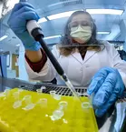 A person in a lab coat and medical mask uses a pipette on a yellow dish with samples in tubes.