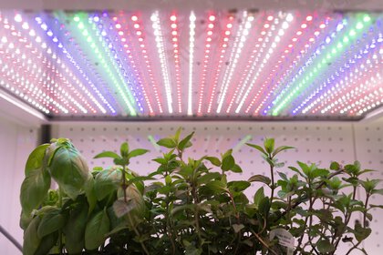 LED grow light above small plants, lights up in red, blue and white tones.