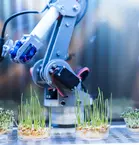 A robotic arm with a blue and black structure is positioned above several small, transparent petri dishes. Young plants are growing in the dishes and have just started to germinate.