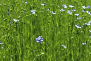 A field of delicate blue flax flowers on tall green stems waving gently in the sunlight.