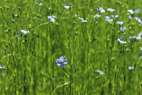 Ein Feld zarter blauer Flachsblüten auf hohen grünen Stängeln, die sanft im Sonnenlicht wehen.
