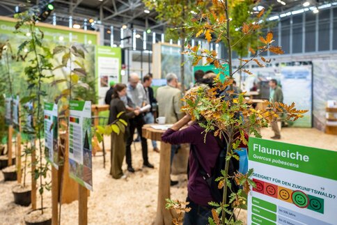 Young oak trees and information boards at an exhibition stand with several visitors.