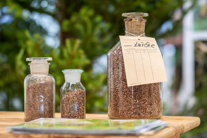 Glasflaschen mit Baumsamen und Etikett auf Holztisch ausgestellt