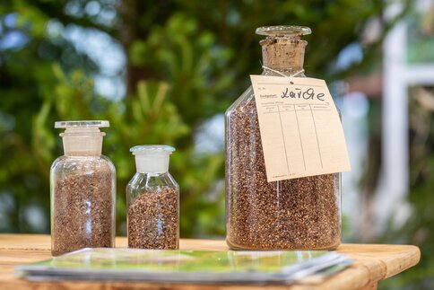 Glass bottles containing tree seeds and labels, displayed on a wooden table