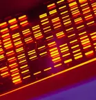 Close-up of a red and orange illuminated plate with a complex pattern of components - a genetic analysis.