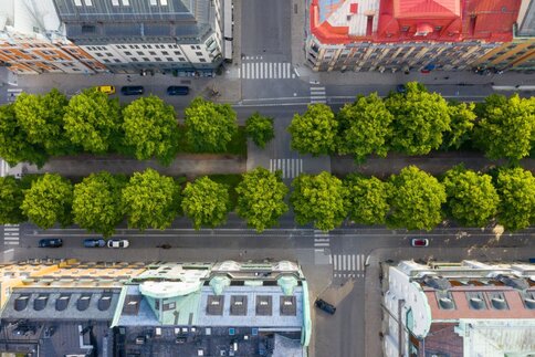 Aerial view of trees on a street in a city