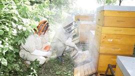Bienenstock