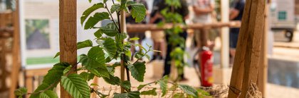 Junger Baum mit Schutzgitter auf einer Messe für Forstwirtschaft